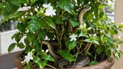 Do you think jasmine attracts snakes? 4 garden myths that aren’t what they seem