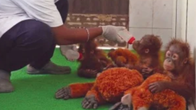 Nature’s gardeners: Orangutans help regenerate rainforests