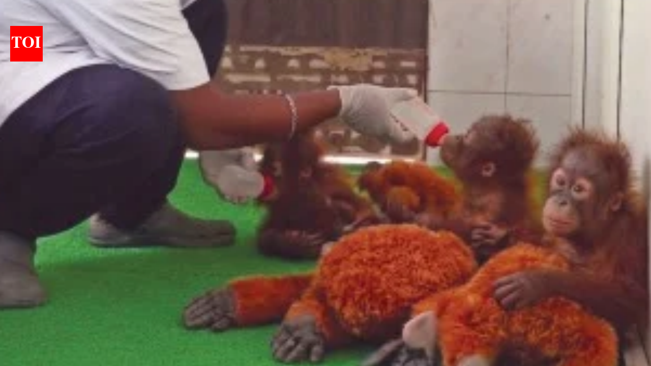 How Orangutans Help Regenerate Rainforests