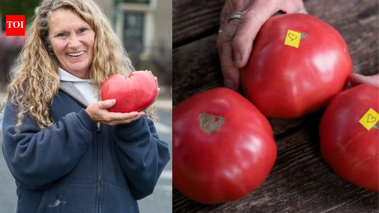 ScienceVirginia teacher got four tomato seeds from