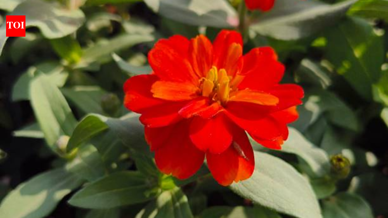 1759: A scientist died at 31, and the flower Zinnia was named after him; the little-known story behind the garden favourite