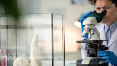 Stanford scientists transplanted human brain tissue into mice missing most of their cortex; within months, it grew to occupy more than 90% of the space