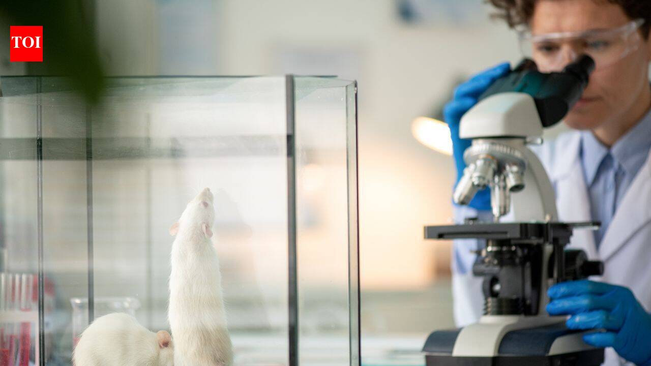 Stanford scientists grow human brain tissue inside mice, filling more than 90% of missing cortex space