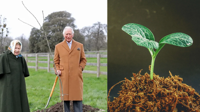 In 2021, Queen Elizabeth began a tree-planting initiative. By 2023, it became a nationwide memorial with three million trees