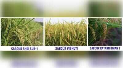 Govt approves 11 BAU-developed crop varieties to boost climate-resilient farming