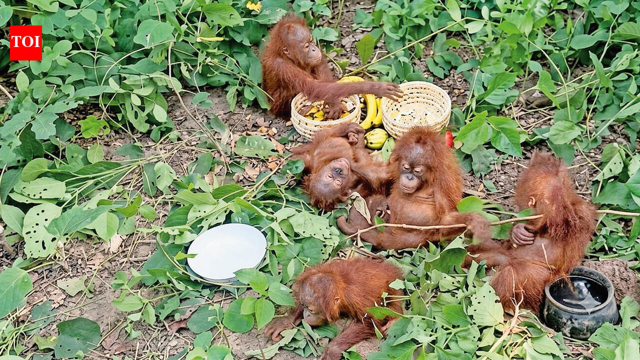 Chimps to reptiles, why India has become a hub for