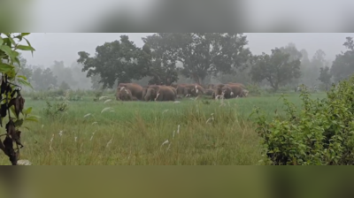 Keonjhar jumbos destroy paddy crops, farmers seek compensation
