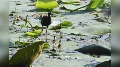 Lake clean-up destroys nesting sites, birders raise green alarm