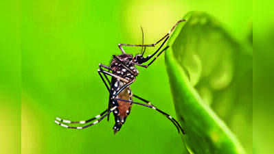 Late spike takes dengue cases beyond 5k in Bengal