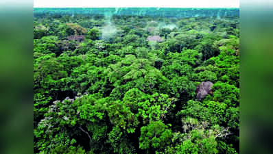 HC pulls up revenue dept, says forest land beyond its jurisdiction