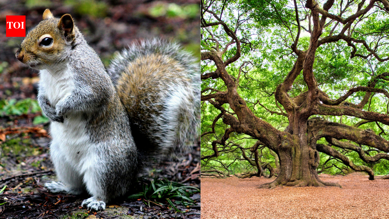 ScienceGrey squirrels bury thousands of acorns eac