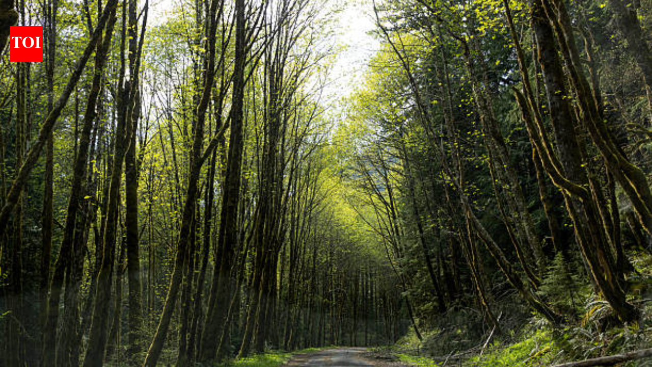 18,626 acres of Oregon national forest could return to Grand Ronde Tribe; land to remain open to public