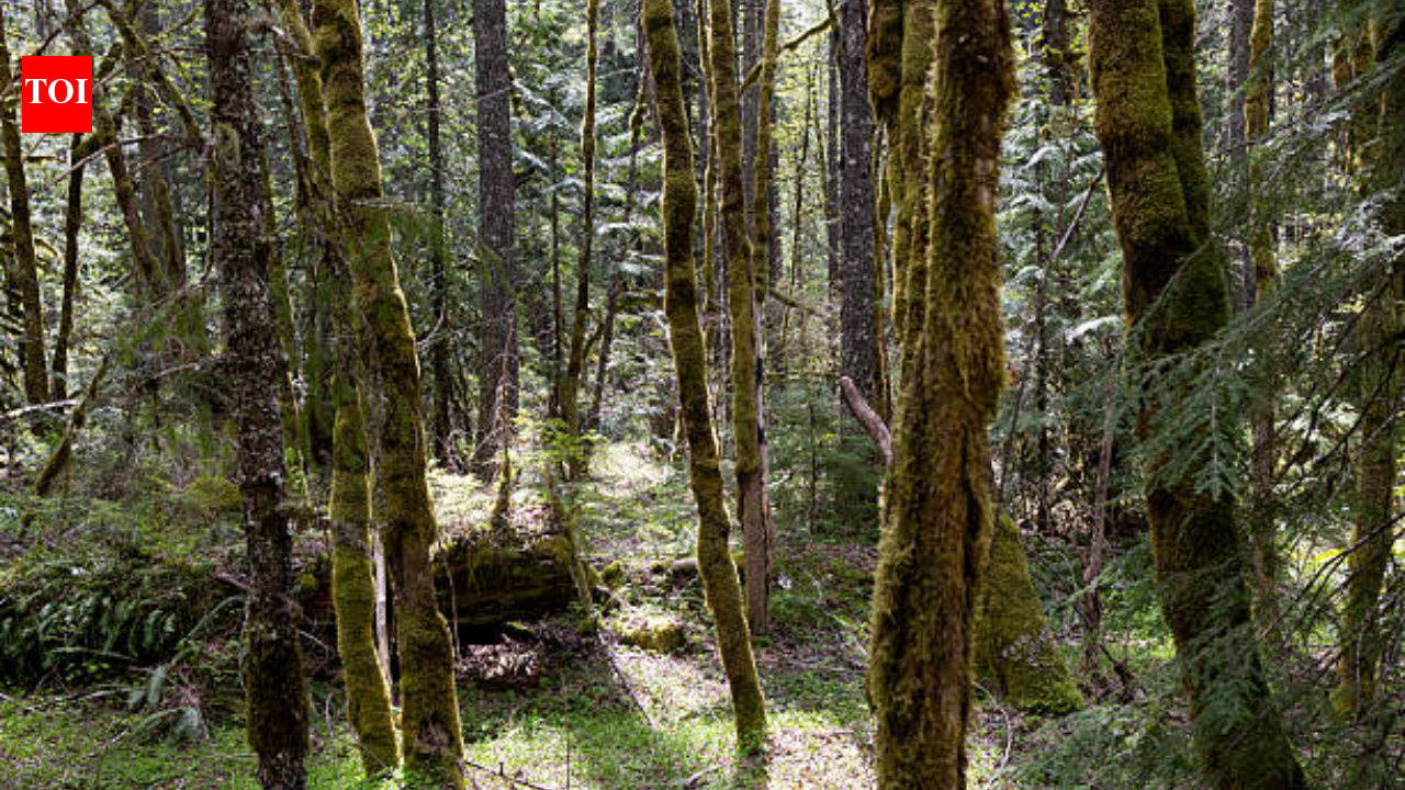 New Jersey couple protected 90-acre-property for 40 years; then donated it as a public preserve with a 201-year-old tree