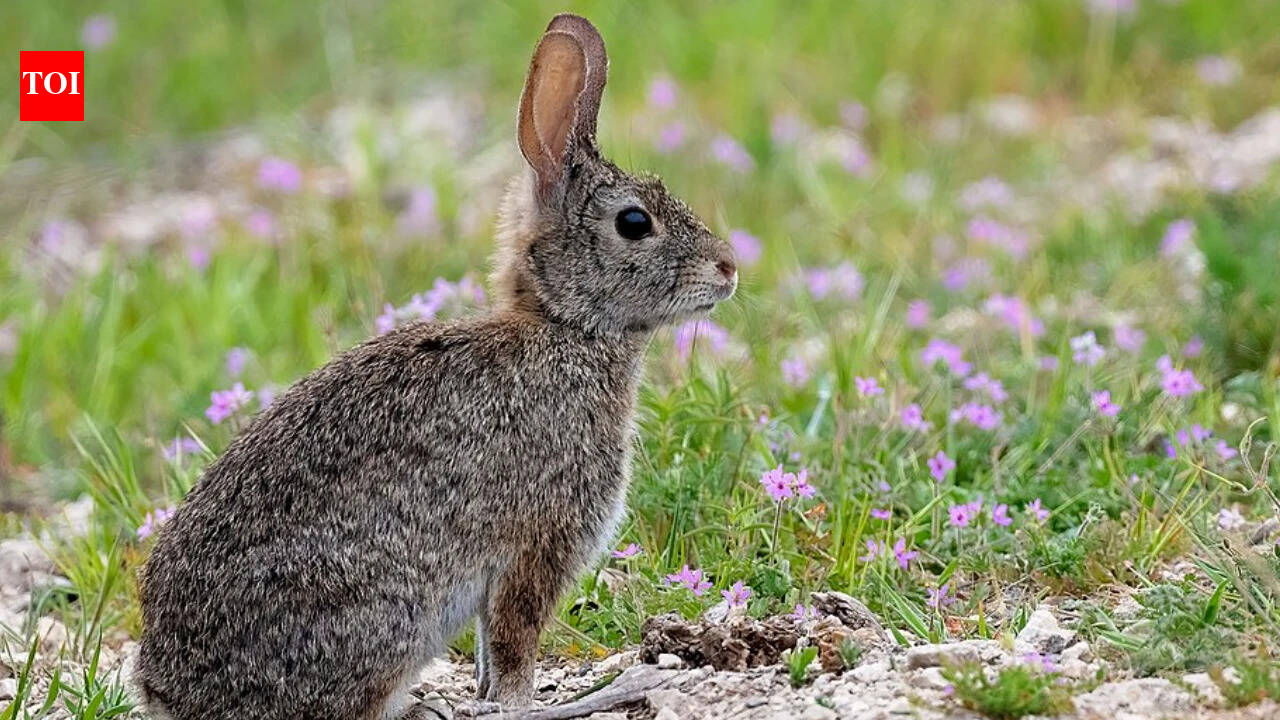 In 2017, Chile certified Chañaral Island free of invasive rabbits; seven years later, rare seabirds had four active natural nests there with help from audio lures