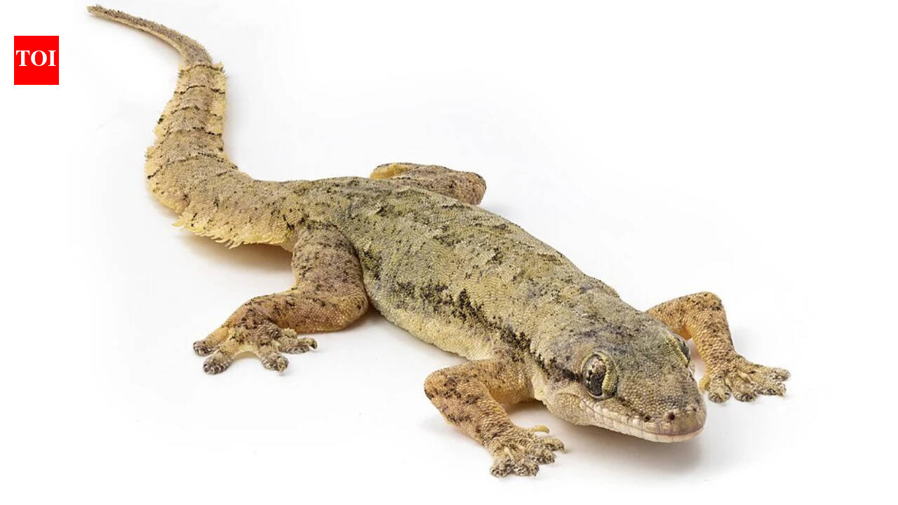 After Rábida Island removed invasive rats in 2011, scientists later confirmed a native gecko alive there that had previously been known only from ancient remains