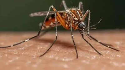 Chennai private hospitals face 12-hour bed waits as flu, dengue surge