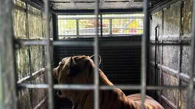 Tiger trapped in Gudalur released at at Vandalur zoo