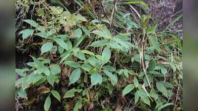 TN researchers discover a new wild coriander species in Western Ghats in Munnar