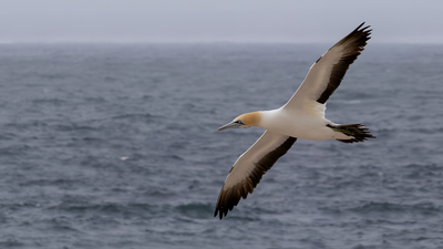 Thirty young seabirds left an island for the first time; researchers discovered they were all heading to the same hidden sea hotspot