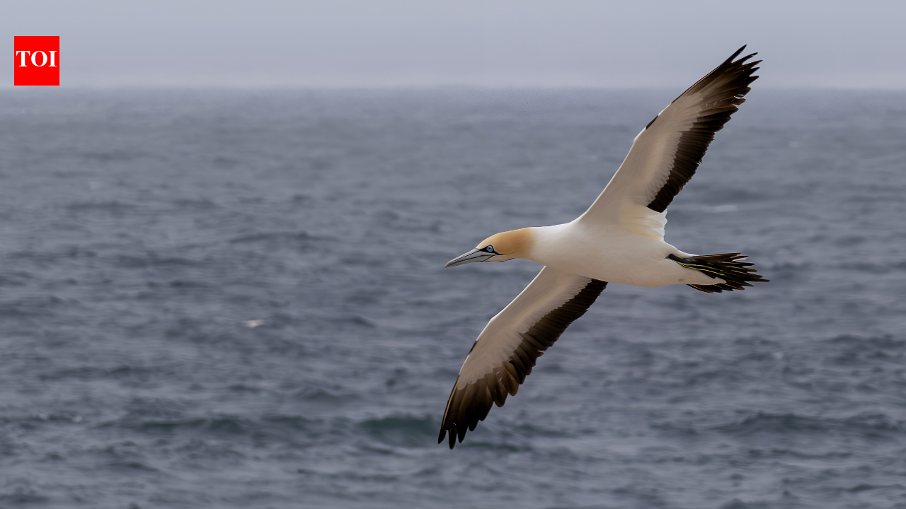 Thirty young seabirds left an island for the first time; researchers discovered they were all heading to the same hidden sea hotspot