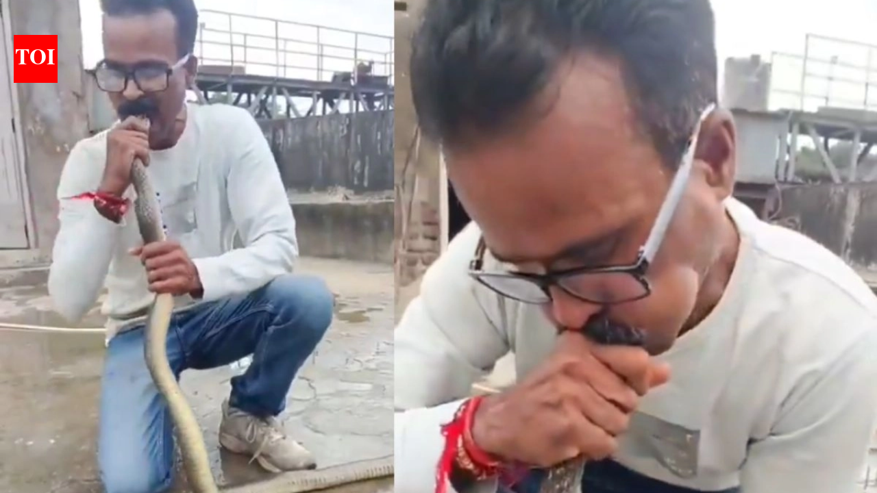 A venomous snake fell into a chemical-filled industrial tank; it was revived with a CPR