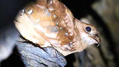 Scientists tracked 21 oilbirds in Venezuela, and five disappeared from their cave for up to 73 days to stay closer to food