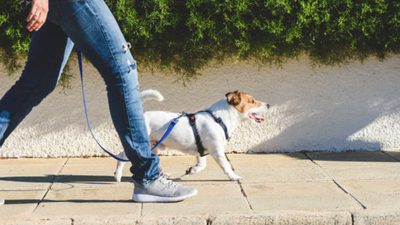 Meet the 30-year-old who quit law to walk dogs, earns up to $530 a day, works fewer hours and says she now makes more than she did in her corporate career