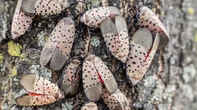 A Toledo woman's neighbour has a tree of heaven covered in spotted lanternflies, leaving her driveway, car and patio covered in bugs and sticky sap