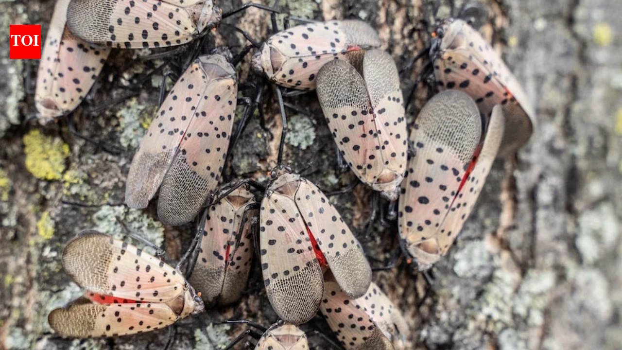 Toledo woman's neighbour's tree draws spotted lanternflies, coating her yard