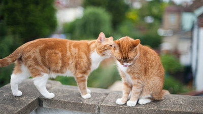 Cats may have their own chemical ‘ID cards’: Scientists found 13 unusual fatty acids in urine that remain stable for at least 24 hours which can easily help identify individual cats
