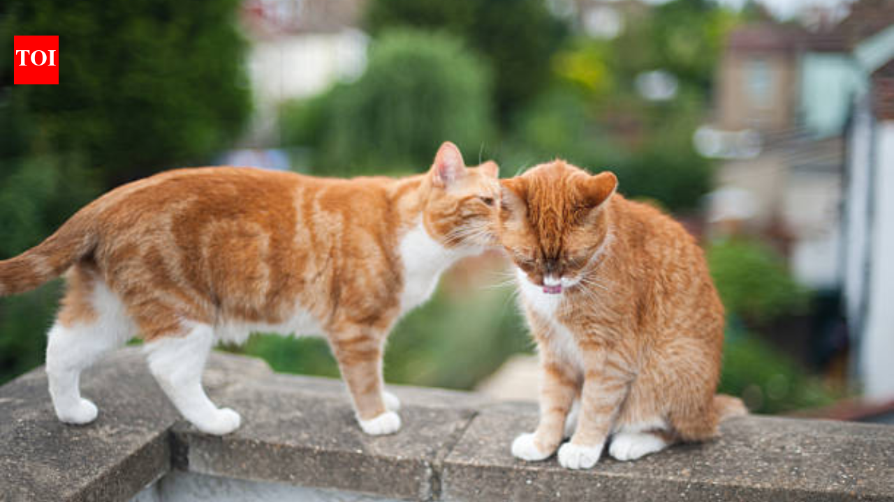 Cats identify each other through urine 'ID cards', reveal scientists in new study
