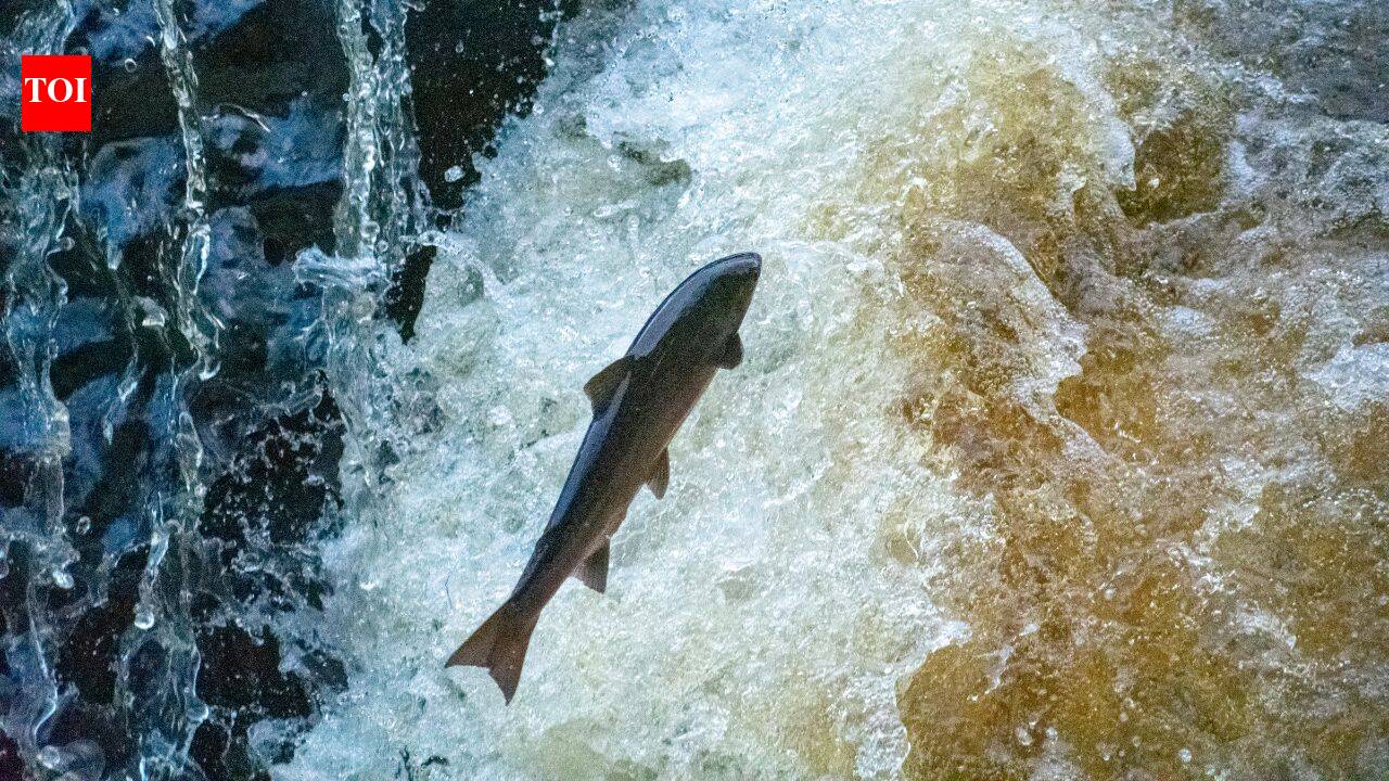 Maine removes 60-year-old river barrier to reopen migration route for rare Atlantic salmon