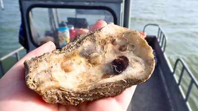 Texas recycled 650,000 pounds of discarded oyster shells to rebuild 4.5 acres of reef in St. Charles Bay