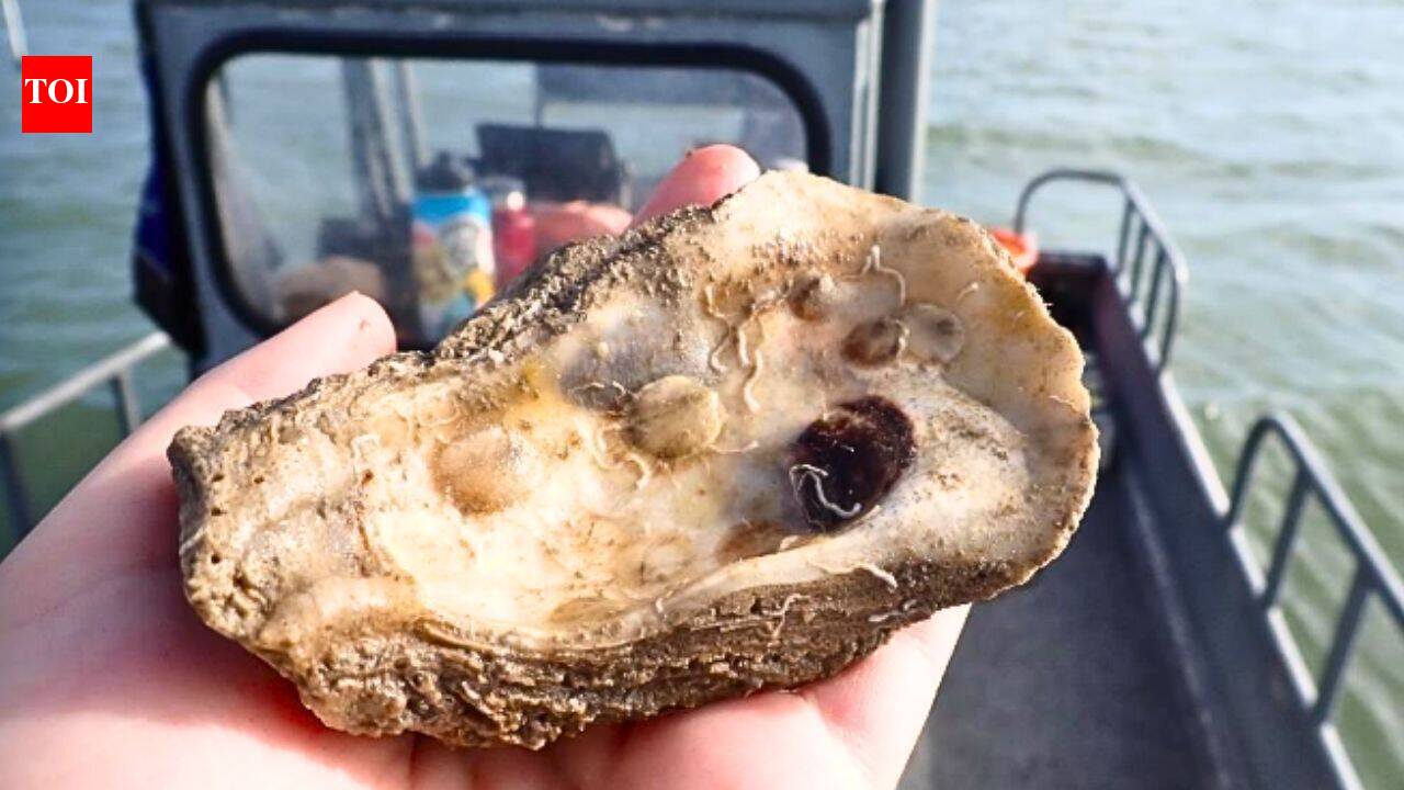 Texas recycled 650,000 pounds of discarded oyster shells to rebuild 4.5 acres of reef