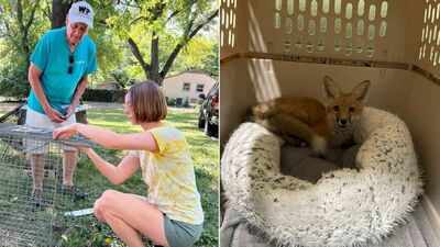 At 78, Nashville songwriter Jerry Vandiver spends hundreds of volunteer hours trapping foxes sick with mange; the wildlife rescue he supports has already treated more than 60 foxes this year