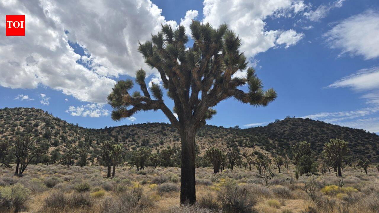 California acquired 640 acres near Pioneertown for western Joshua tree conservation; climate projections rank it among Southern California's best future habitats, with tribal co-management now being planned