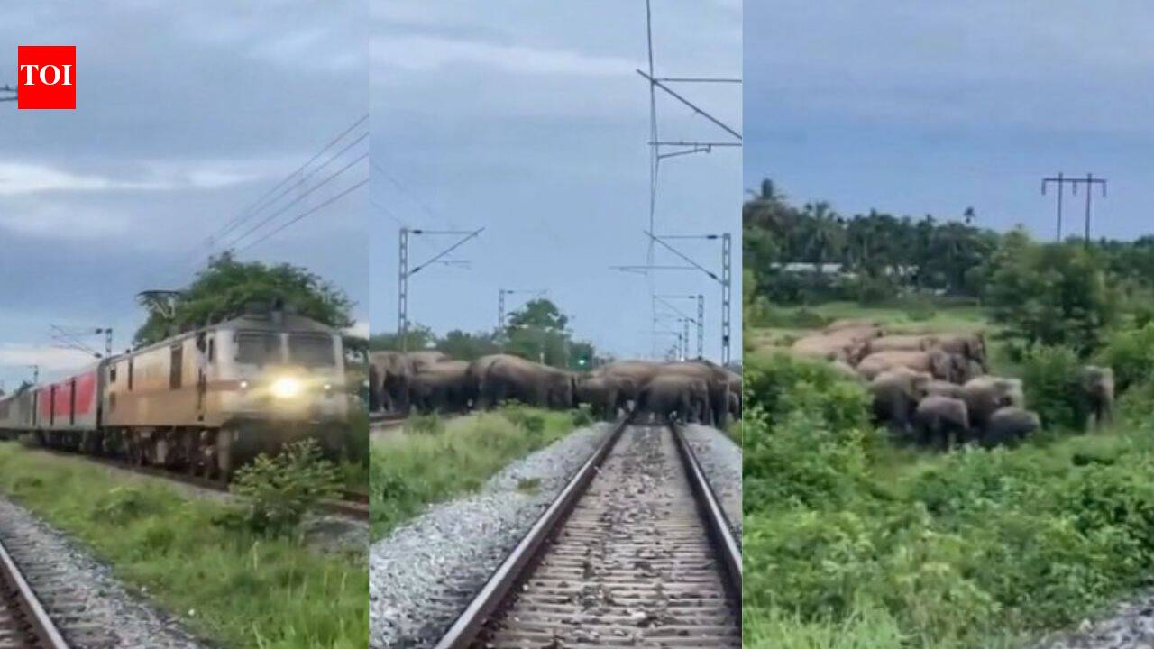 When Rajdhani Express stopped in Assam: The unusual encounter that held up India's one of the superfast trains - The Times of India