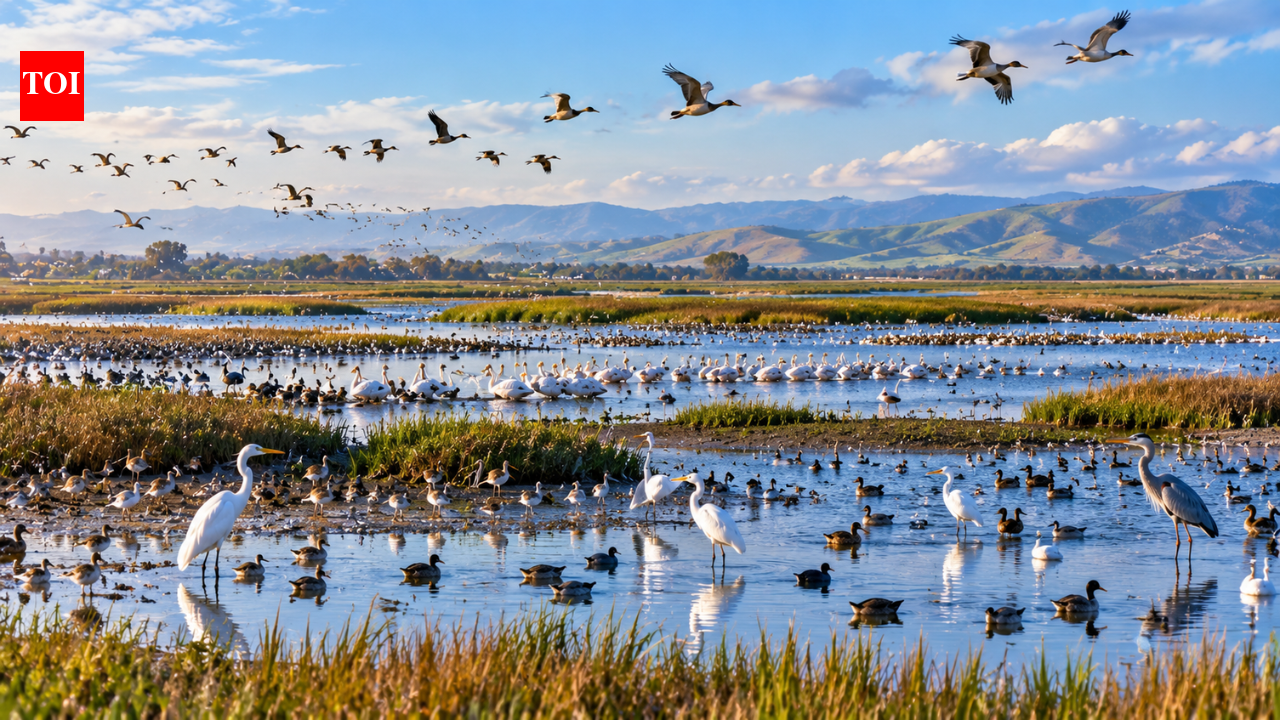 California restored a former dairy farm to wetlands, with 16,000 waterbirds counted in one day