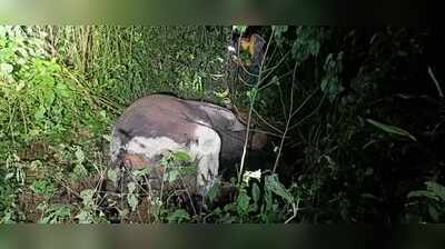 Elephant calf found dead in Sundargarh forest, probe on