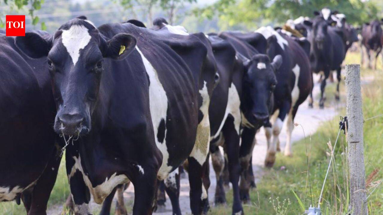 Vermont farmer grows family dairy into a 550-acre conservation program