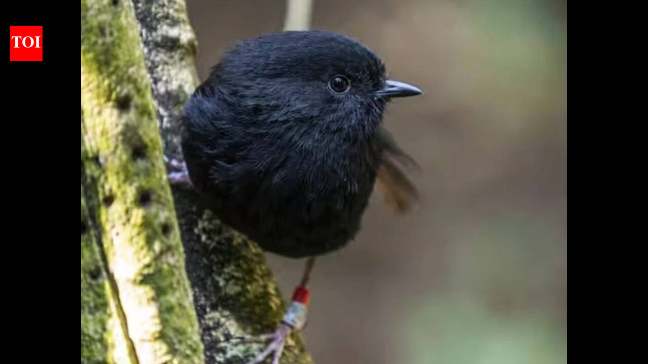Endangered Black Robin aka 'Karure' named New Zealand's Bird of the Year