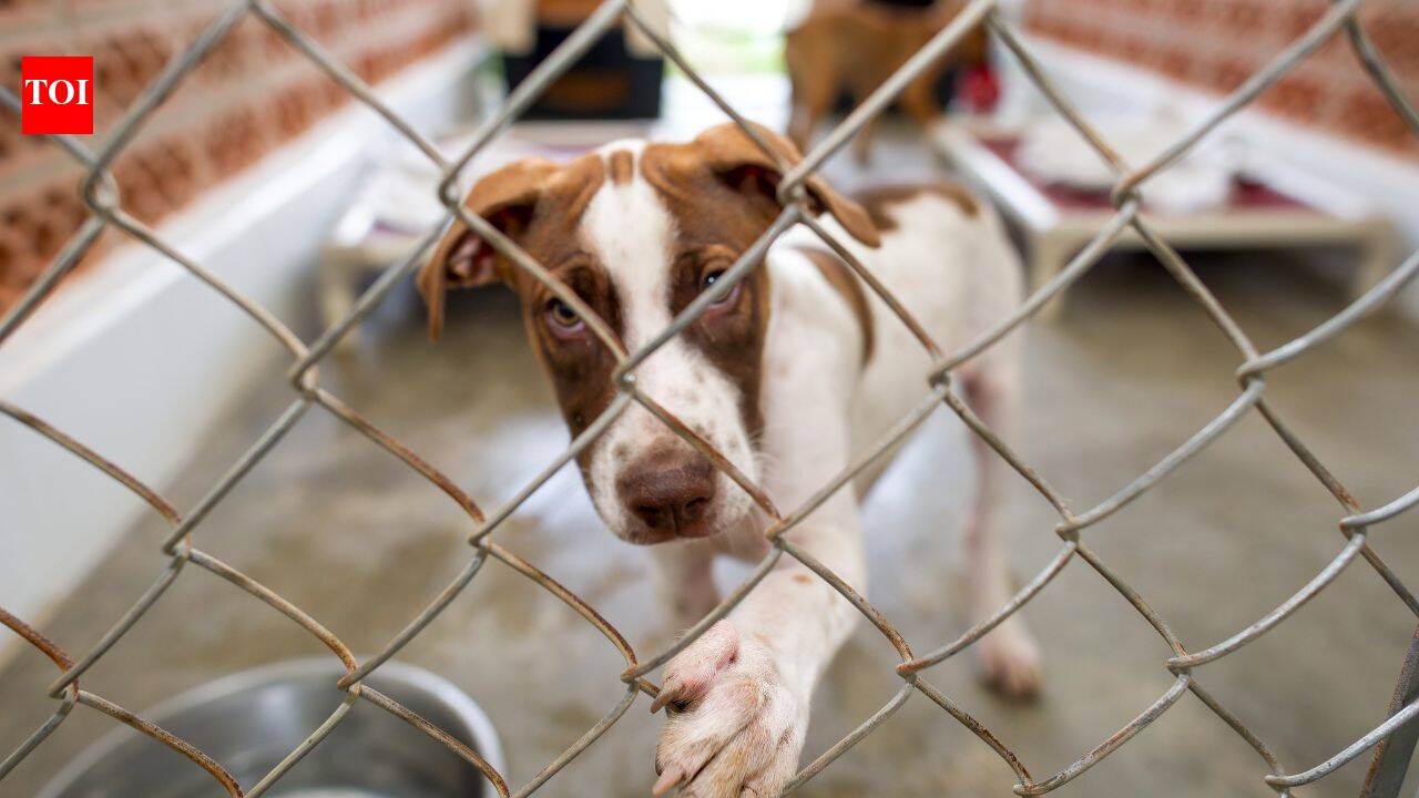 From rescuing ‘rez dogs’ to opening a shelter: How June Thomas changed 200 lives in Manitoba