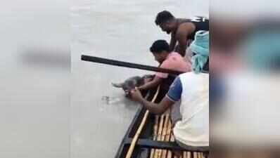 Fishermen turn heroes, rescue drowning elephant calf from Teesta