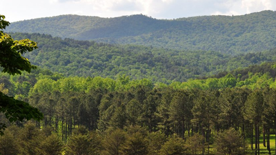 An 8,000-acre South Carolina forest was bought for conservation after drawing developer interest; the state now plans to acquire 4,148 acres for a new Carvers Bay State Forest