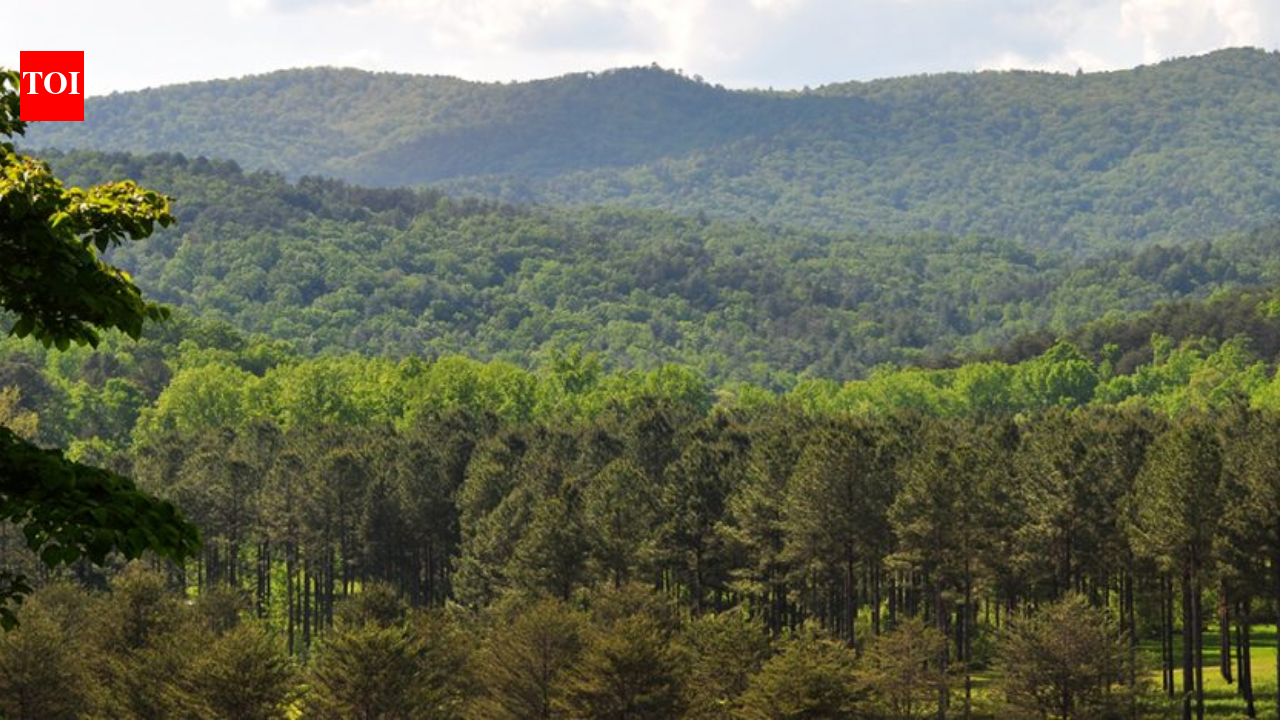 An 8,000-acre South Carolina forest was bought for conservation after drawing developer interest