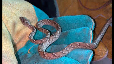 Rare cat snake rescued near Cuddalore