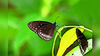 Butterfly Migration in South India: Why Chennai Is Seeing More Butterflies