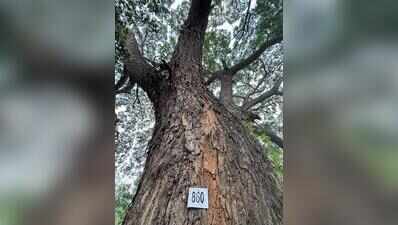 2.3km Hebbal tunnel to gobble up 1,128 trees. Or, 490 trees for 1km of quick travel