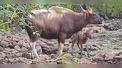Ponda gets 24x7 wildlife transit treatment facility