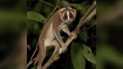 Slender Loris killed in road mishap near Kankumbi